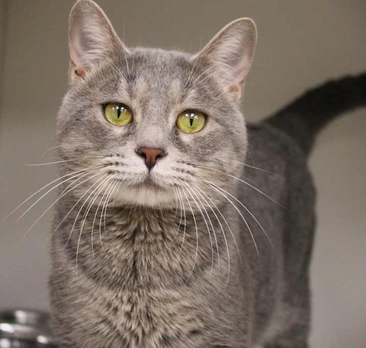 Photo of Billy the Kid