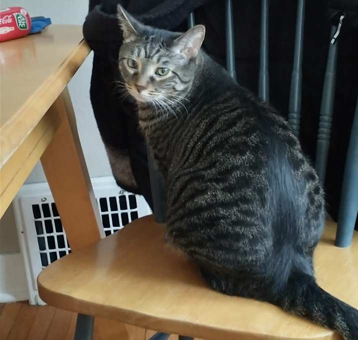 Photo of Monkey Mr. Flynn