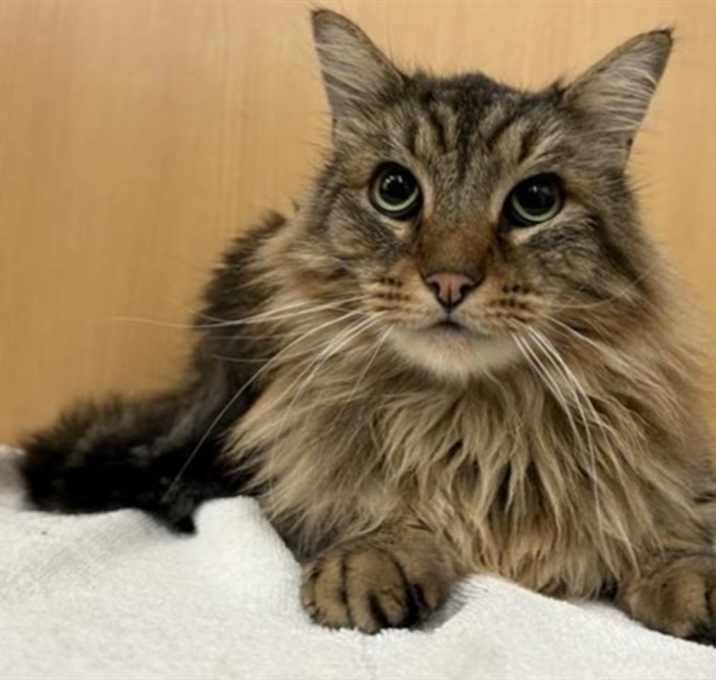 Photo of RALPH LAUREN