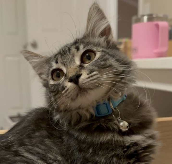 Photo of Dg Litter Zulu