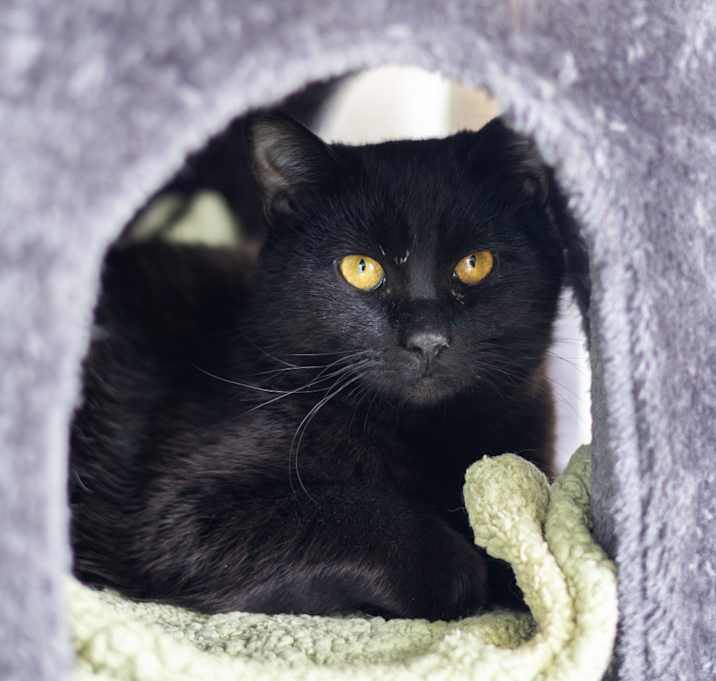 Photo of Aka (bonded with Kona)