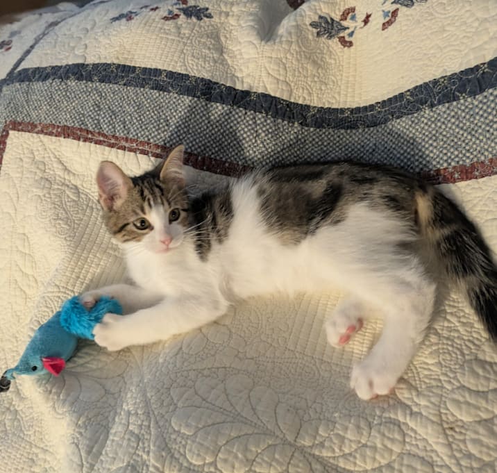 Photo of Harvest *Meet me at Lakeville Petsmart*