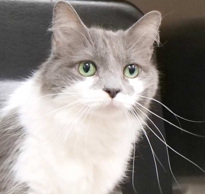 Photo of Cal (bonded to Tatum)