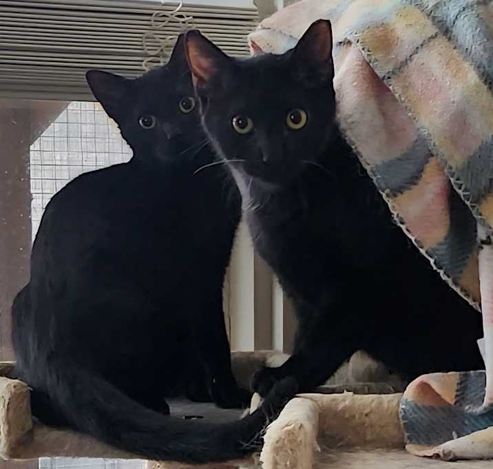 Photo of The Twins (Knotty & Poppy)