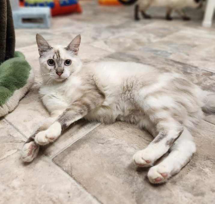 Photo of Cat 27338 (Khloe)