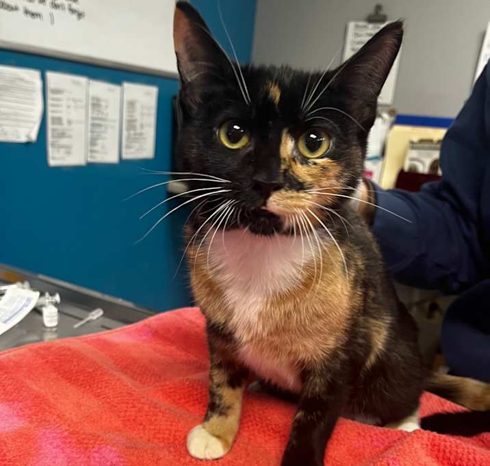 Photo of Gingerbread