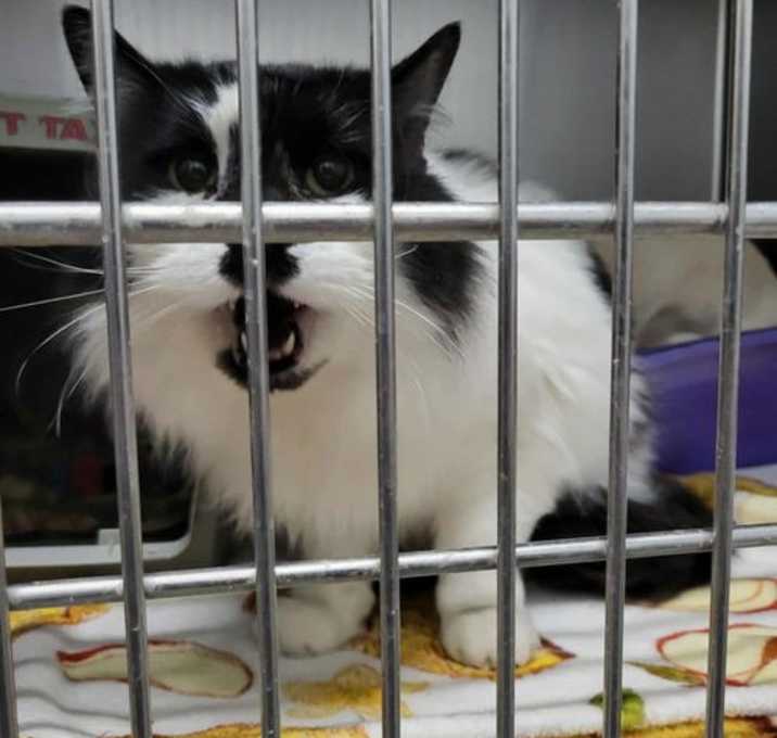 Photo of Irie (Bonded with Indie)