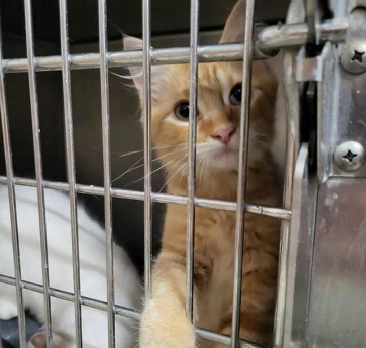 Photo of Maxwell (Bonded with Kit)