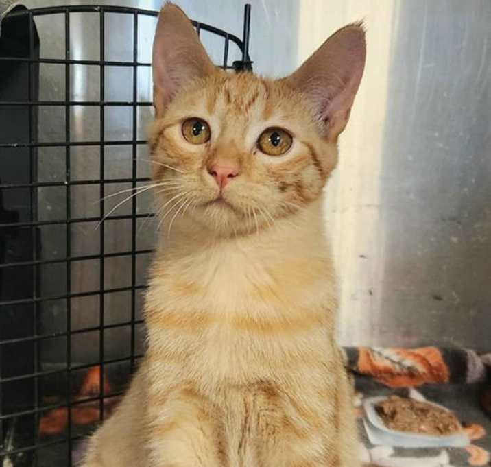 Photo of Colleen-Bonded with Liz