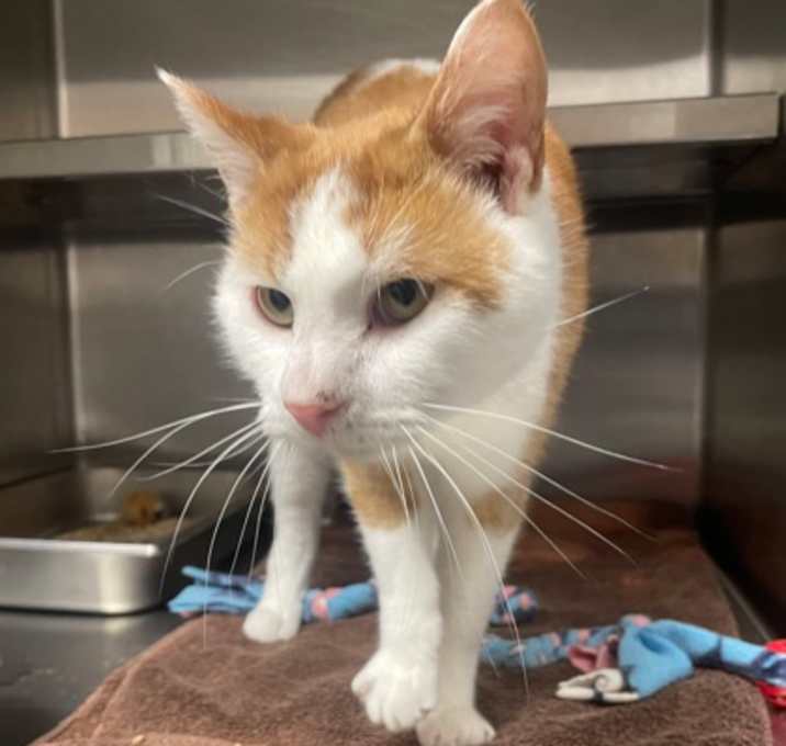 Photo of Loki aka Spot