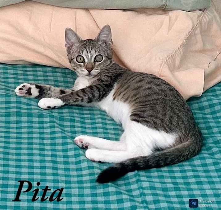 Photo of Pita