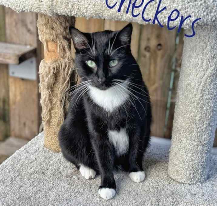 Photo of Checkers
