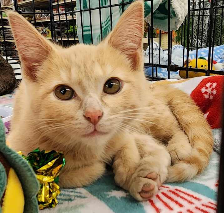 Photo of An Etsy Witch Put A Curse On Me