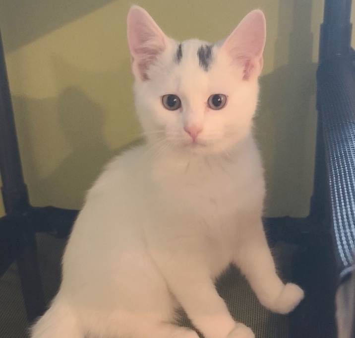 Photo of Jake (Westmere Kitten J)