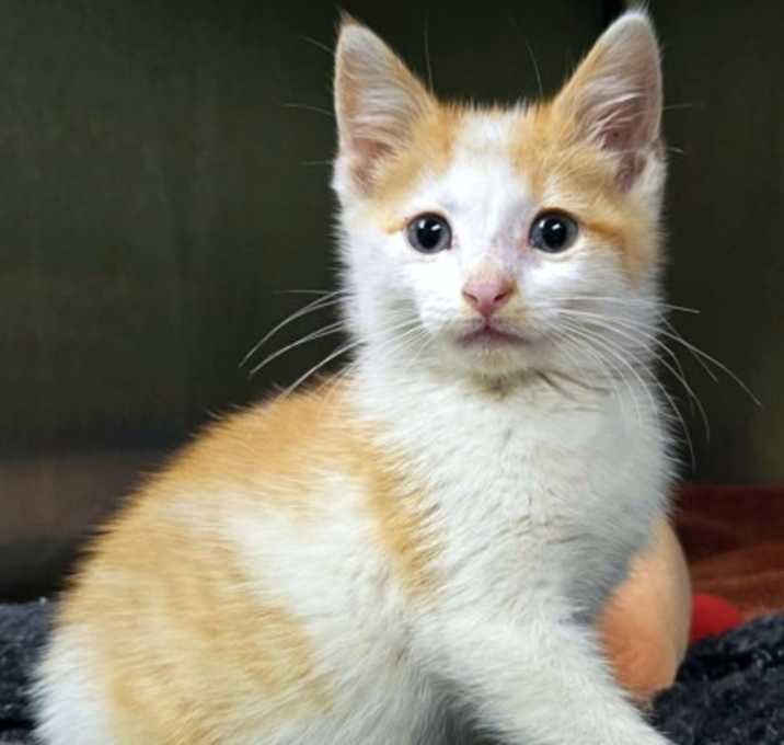 Photo of Cherry tomato