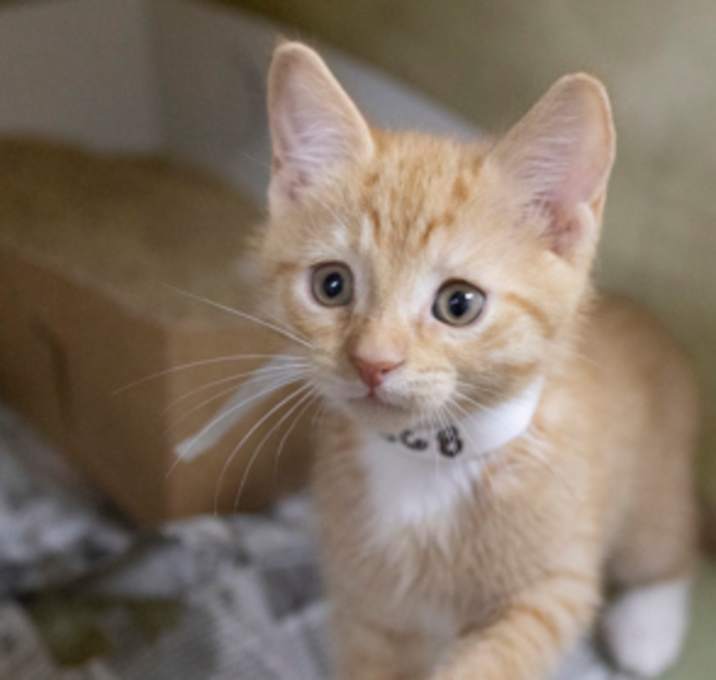 Photo of 89964A  Chilli- PetSmart James