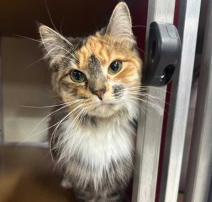 Photo of Helix HOS 9