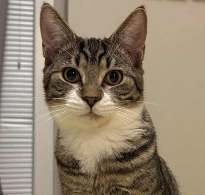 Photo of Mochi Purrz