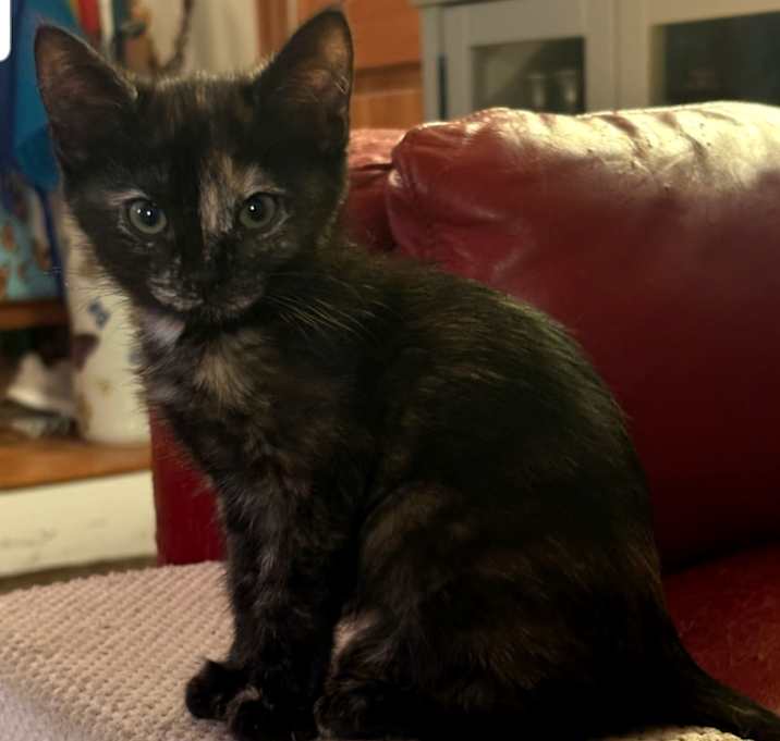 Photo of Speckles (C000-605) - Costa Mesa