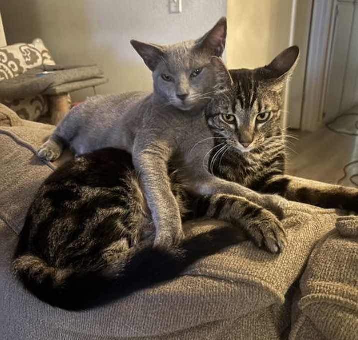 Photo of Channing (GD Napa)