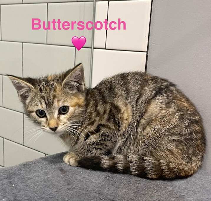 Photo of Butterscotch