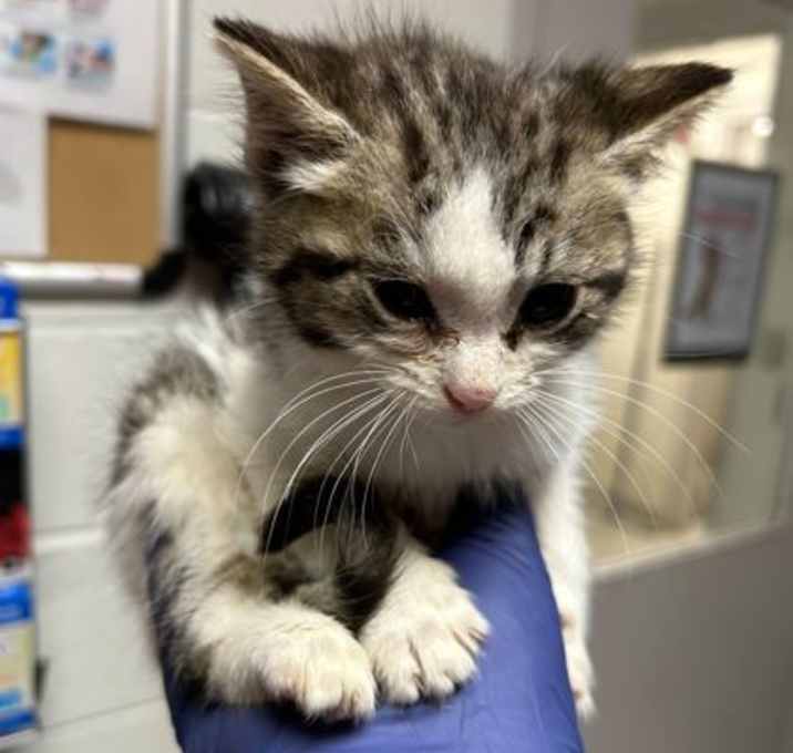Photo of Schnitzel-Barn Cat