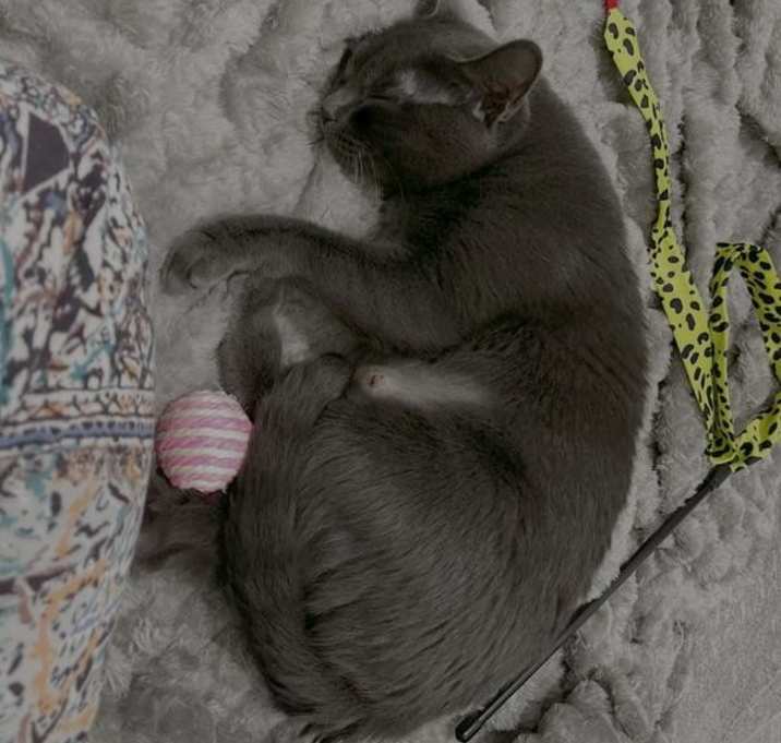 Photo of Grey Poupon