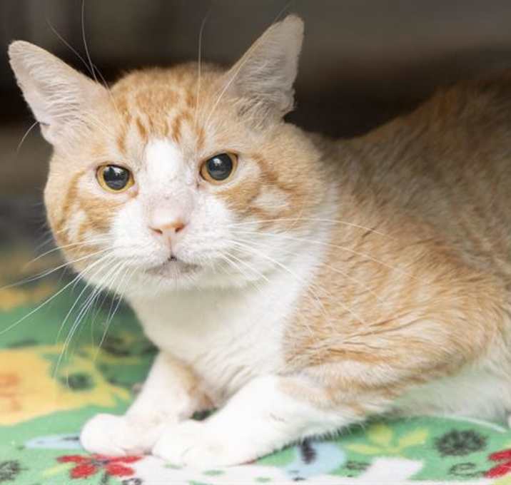 Photo of COTTON BALL