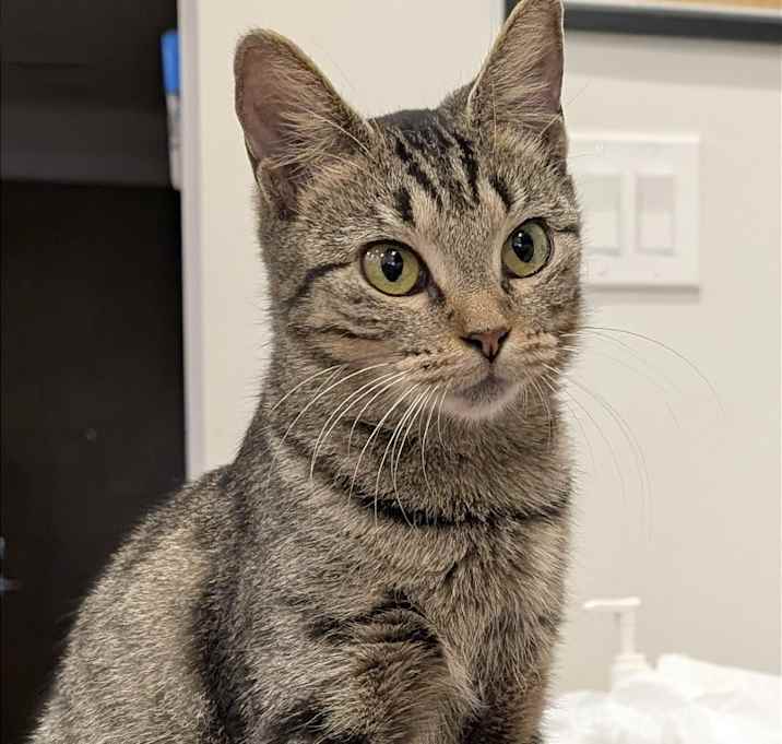 Photo of Lyra (16742)