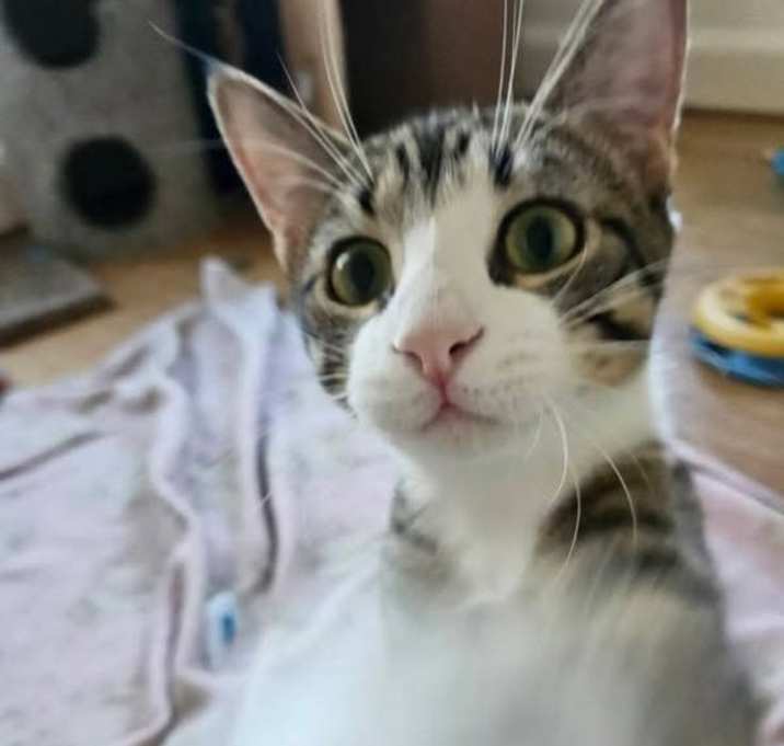 Photo of Prince Charming'S Chocolate Chip