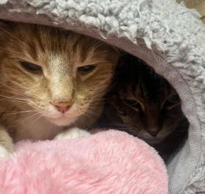 Photo of Lenux & Carl (front declaw bonded pair)