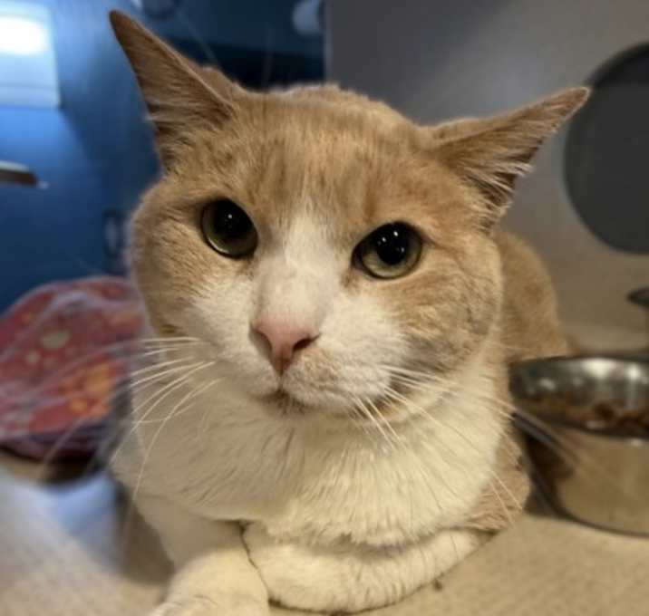 Photo of Kona - AVAILABLE