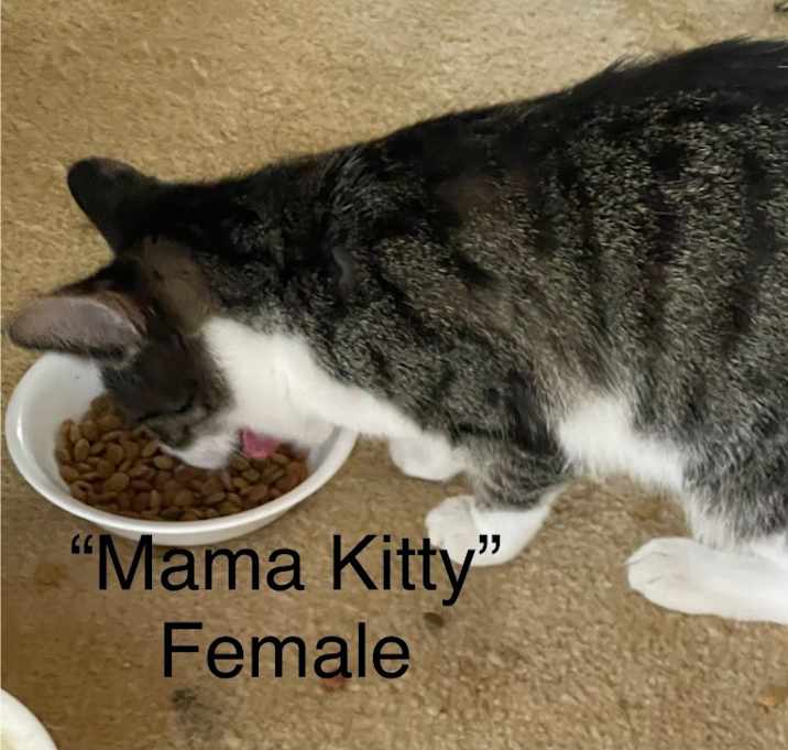 Photo of Mama Kitty