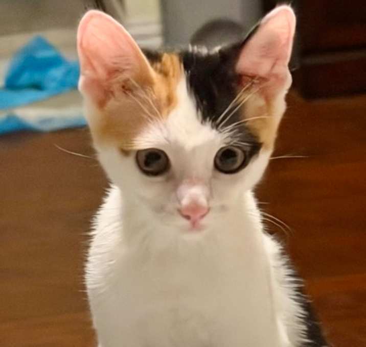 Photo of Tinsel (pre adopt)