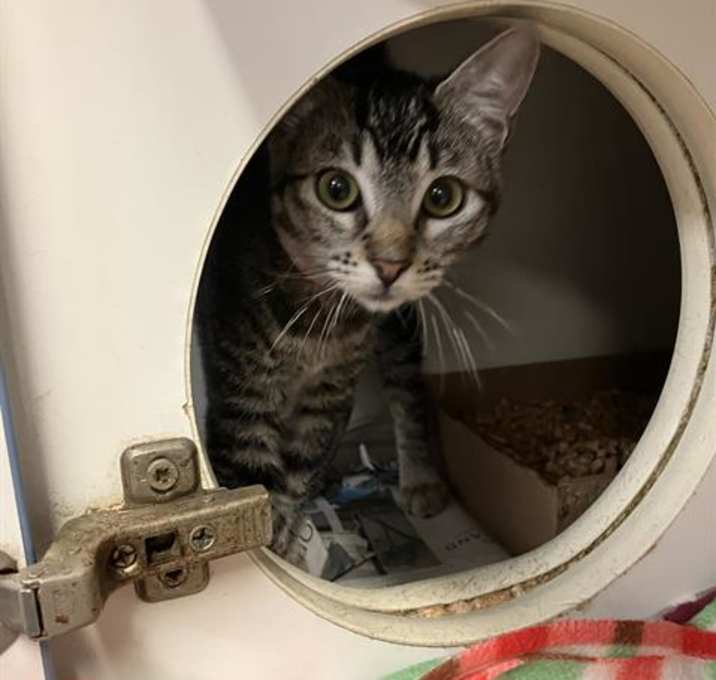 Photo of *PEANUT BUTTER