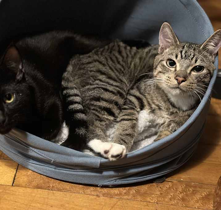 Photo of Sir Sparrow