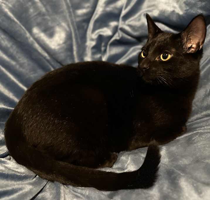 Photo of Minnow (W/Sir Sparrow