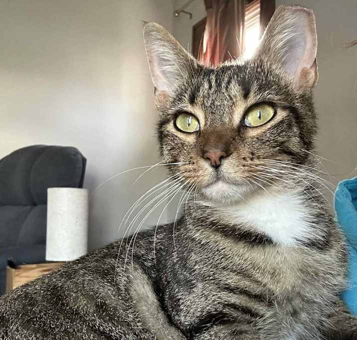 Photo of Lips (Fish)