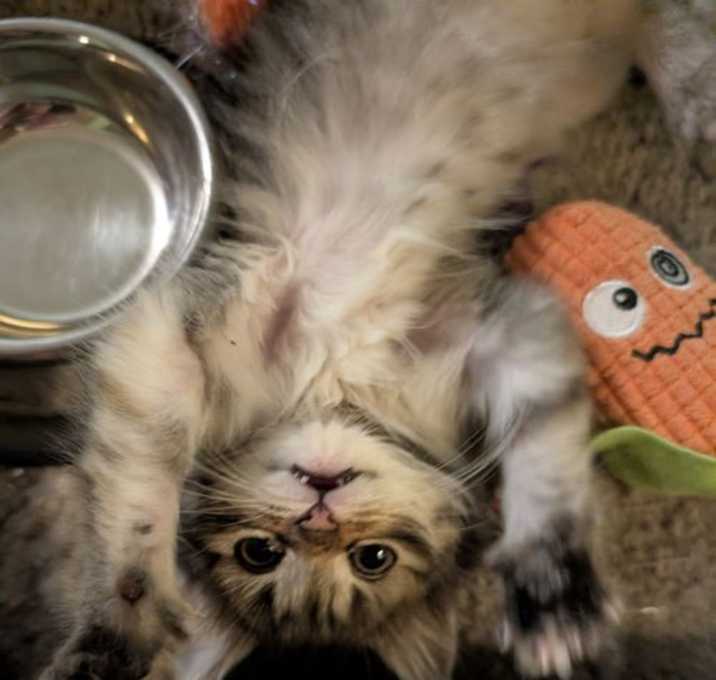 Photo of Emmy - ADOPTED