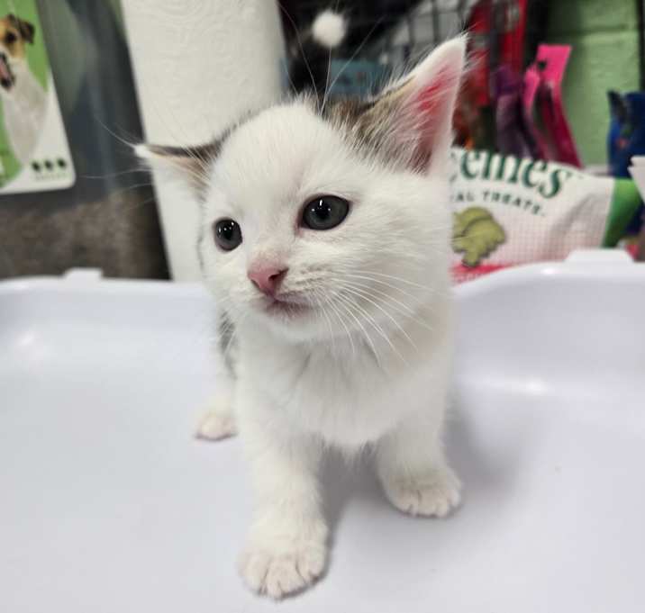 Photo of Jasper #121