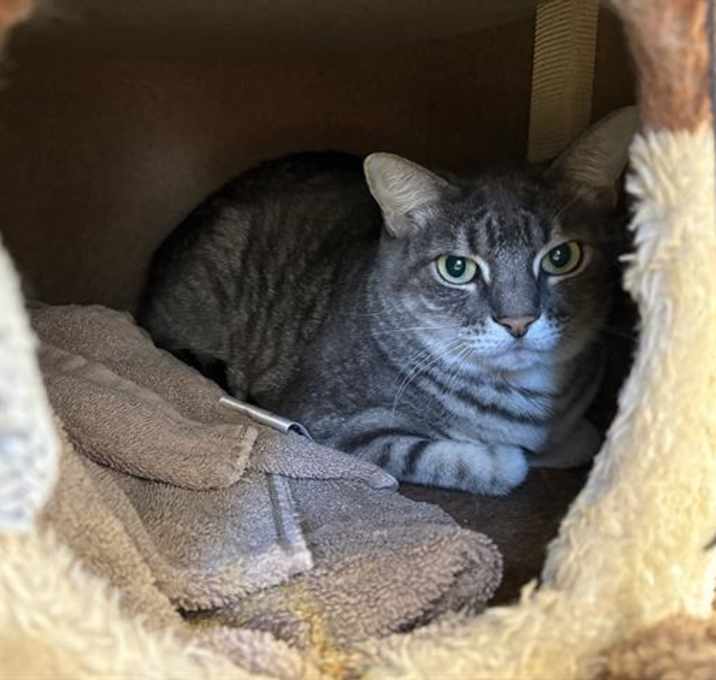 Photo of SNOWY ARGENTO