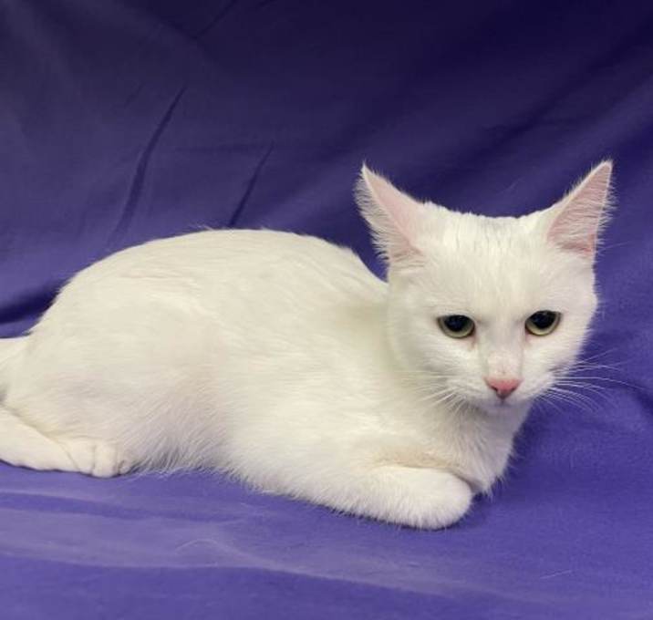 Photo of (RESCUE ONLY) ELSA