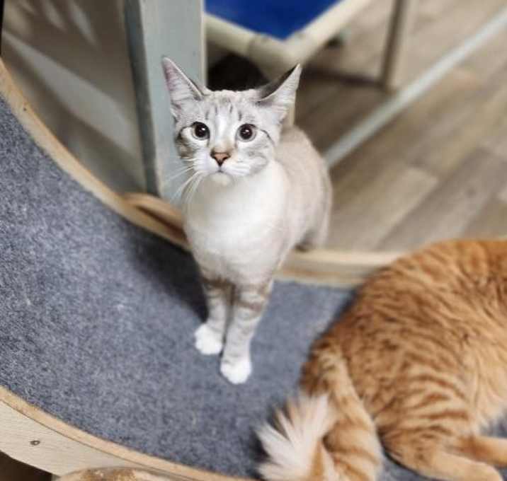 Photo of Cat 27335 (Daniel)