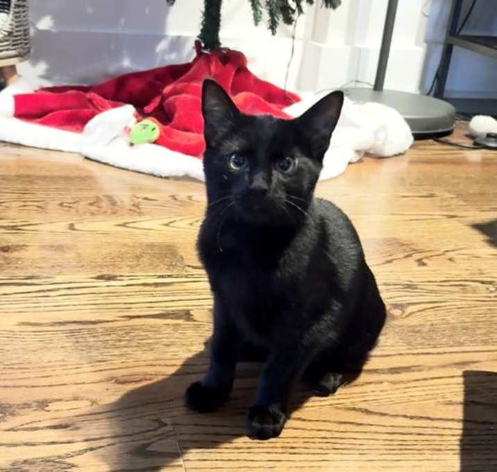 Photo of KITTEN SUPER SHELDON