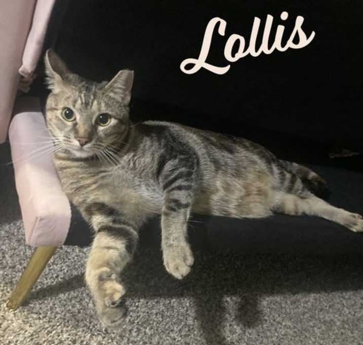 Photo of Lollis #great-playmate-for-kids