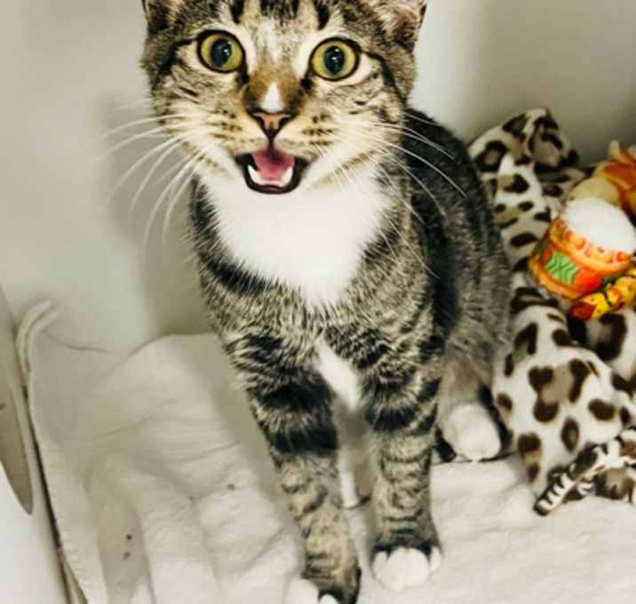 Photo of Pepper (Pounce Cat Cafe)