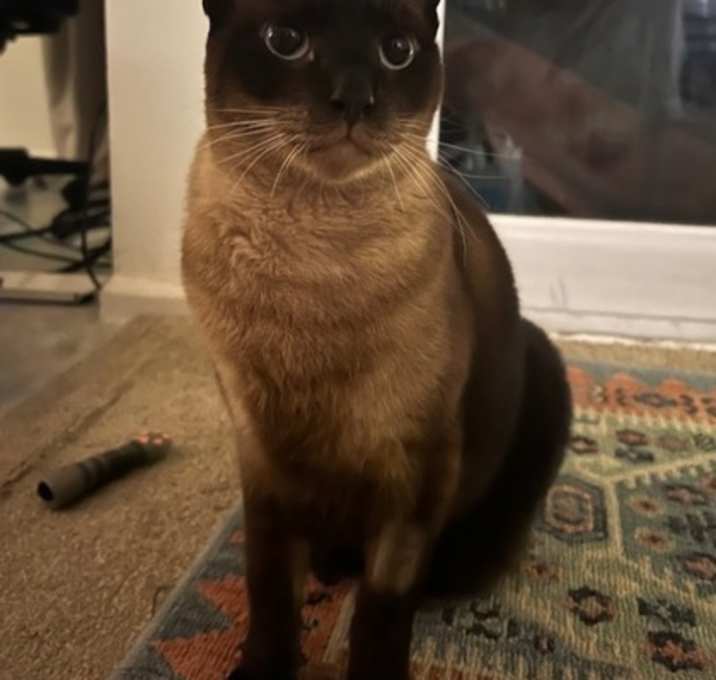 Photo of Oval - Adoption Pending