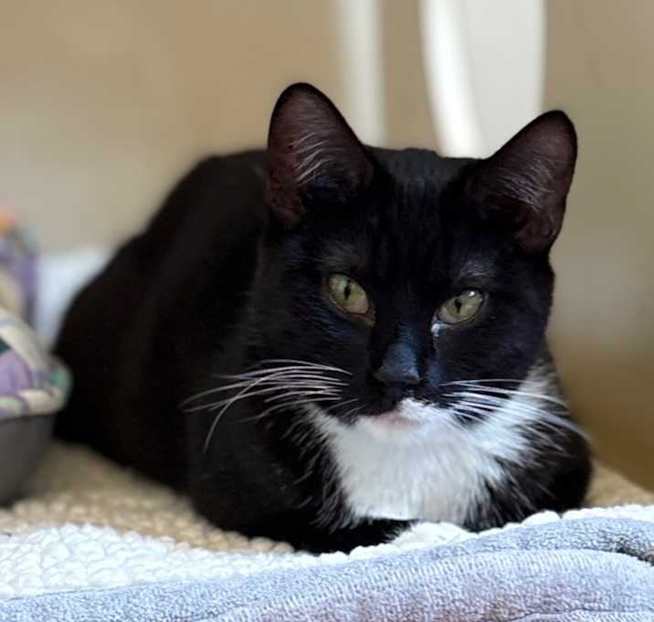 Photo of Capricorn "Capri"/A1040179