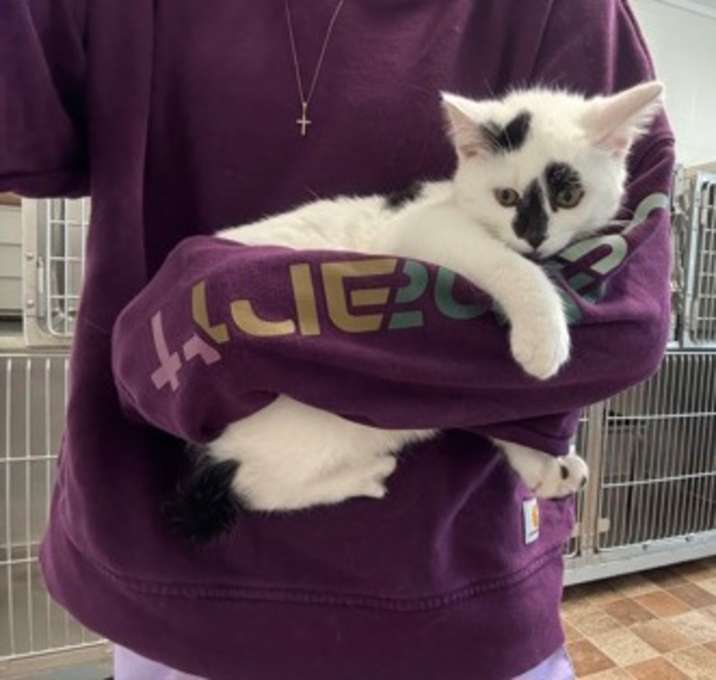 Photo of Elvis Presley