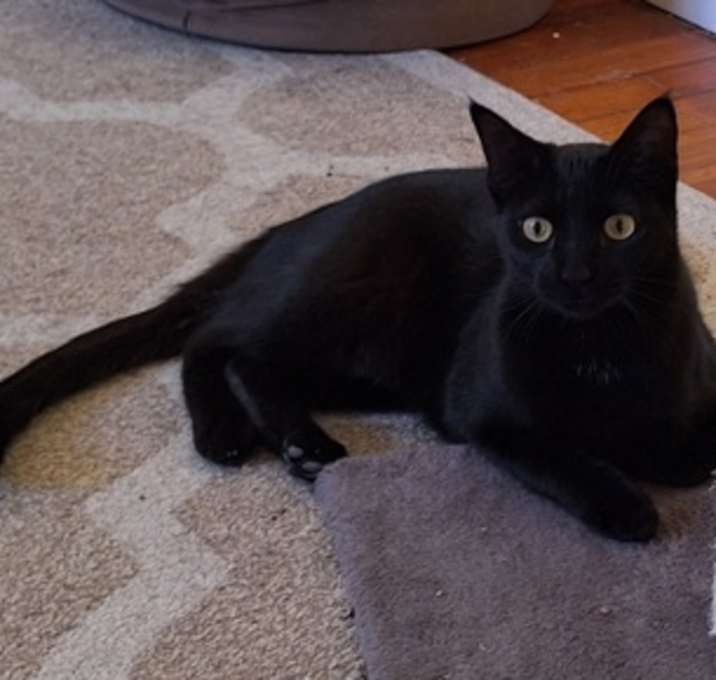 Photo of Quinn (Sadie's Babes Litter)